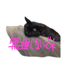 モノトーンニャンズ（個別スタンプ：32）