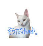 モノトーンニャンズ（個別スタンプ：33）