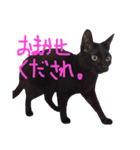 モノトーンニャンズ（個別スタンプ：35）