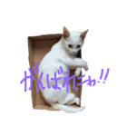 モノトーンニャンズ（個別スタンプ：37）