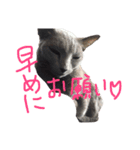 モノトーンニャンズ（個別スタンプ：40）