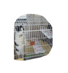 ぶしゅ（個別スタンプ：5）