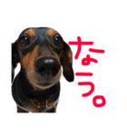 べったんすたんぷ。（個別スタンプ：1）
