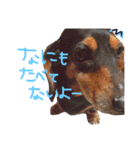 べったんすたんぷ。（個別スタンプ：11）