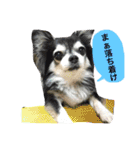 チワワのぎゅるるとなかまたち1（個別スタンプ：3）