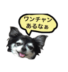 チワワのぎゅるるとなかまたち1（個別スタンプ：4）