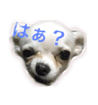 チワワのぎゅるるとなかまたち1（個別スタンプ：7）