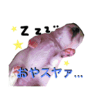 チワワのぎゅるるとなかまたち1（個別スタンプ：9）