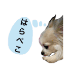 チワワのぎゅるるとなかまたち1（個別スタンプ：14）