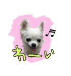 チワワのぎゅるるとなかまたち1（個別スタンプ：15）