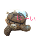 りくがめのりくちゃん（個別スタンプ：2）