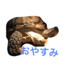 りくがめのりくちゃん（個別スタンプ：5）