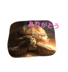 りくがめのりくちゃん（個別スタンプ：8）