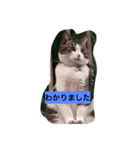 チコリん（個別スタンプ：3）