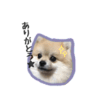 うちのまろん☺︎（個別スタンプ：8）