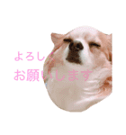 Chelina（個別スタンプ：5）