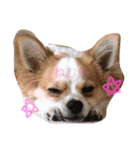 Chelina（個別スタンプ：7）