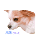 Chelina（個別スタンプ：11）