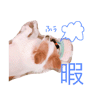 Chelina（個別スタンプ：15）