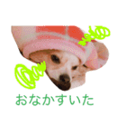 Chelina（個別スタンプ：16）