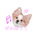 Chelina（個別スタンプ：17）