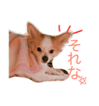 Chelina（個別スタンプ：18）