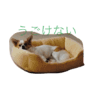 Chelina（個別スタンプ：23）