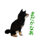 黒柴あいさつとほのぼのスタンプ（個別スタンプ：1）