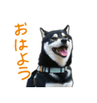 黒柴あいさつとほのぼのスタンプ（個別スタンプ：2）