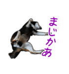 黒柴あいさつとほのぼのスタンプ（個別スタンプ：4）