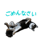 黒柴あいさつとほのぼのスタンプ（個別スタンプ：6）