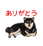 黒柴あいさつとほのぼのスタンプ（個別スタンプ：7）