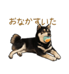 黒柴あいさつとほのぼのスタンプ（個別スタンプ：14）