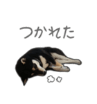 黒柴あいさつとほのぼのスタンプ（個別スタンプ：15）