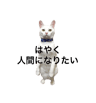 しらこ様の雑なスタンプ（個別スタンプ：3）