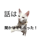 しらこ様の雑なスタンプ（個別スタンプ：6）