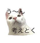 しらこ様の雑なスタンプ（個別スタンプ：8）