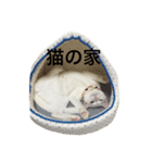 しらこ様の雑なスタンプ（個別スタンプ：16）