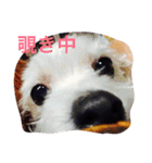 なんちゃら〜中（個別スタンプ：13）
