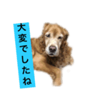 ゴールデンレトリバージャスミンのデカ文字（個別スタンプ：3）