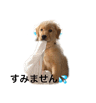 ゴールデンレトリバージャスミンのデカ文字（個別スタンプ：4）