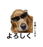ゴールデンレトリバージャスミンのデカ文字（個別スタンプ：5）