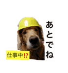 ゴールデンレトリバージャスミンのデカ文字（個別スタンプ：6）