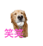 ゴールデンレトリバージャスミンのデカ文字（個別スタンプ：7）