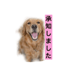 ゴールデンレトリバージャスミンのデカ文字（個別スタンプ：9）