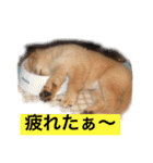 ゴールデンレトリバージャスミンのデカ文字（個別スタンプ：10）