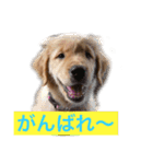 ゴールデンレトリバージャスミンのデカ文字（個別スタンプ：11）
