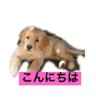 ゴールデンレトリバージャスミンのデカ文字（個別スタンプ：15）