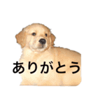 ゴールデンレトリバージャスミンのデカ文字（個別スタンプ：16）