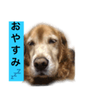 ゴールデンレトリバージャスミンのデカ文字（個別スタンプ：18）